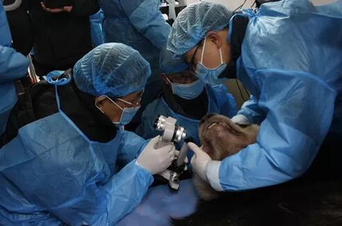 4月25日,应成都大熊猫繁育研究基地的邀请,成都易游体育业务院长、四川大学华西医院原眼科主任、博士生导师罗清礼教授,特地前往该基地为生病的大熊猫进行了会诊1.jpg 4月25日,应成都大熊猫繁育研究基地的邀请,成都易游体育业务院长、四川大学华西医院原眼科主任、博士生导师罗清礼教授,特地前往该基地为生病的大熊猫进行了会诊1.jpg