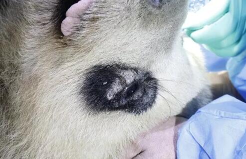 4月25日,应成都大熊猫繁育研究基地的邀请,成都易游体育业务院长、四川大学华西医院原眼科主任、博士生导师罗清礼教授,特地前往该基地为生病的大熊猫进行了会诊2.jpg 4月25日,应成都大熊猫繁育研究基地的邀请,成都易游体育业务院长、四川大学华西医院原眼科主任、博士生导师罗清礼教授,特地前往该基地为生病的大熊猫进行了会诊2.jpg