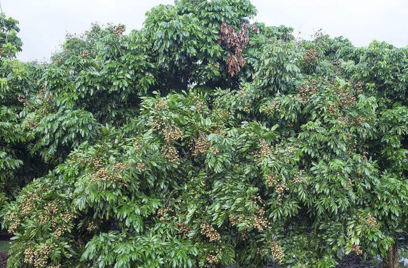 两只眼都被伤了,我以为今后就彻*‘瞎了’幸好遇到了厦门眼科中心经验丰富、技术高明的陈燕副主任。”,近日在下面眼科中心手术后,来自莆田的林老汉开心的说到。1.png 两只眼都被伤了,我以为今后就彻*‘瞎了’幸好遇到了厦门眼科中心经验丰富、技术高明的陈燕副主任。”,近日在下面眼科中心手术后,来自莆田的林老汉开心的说到。1.png