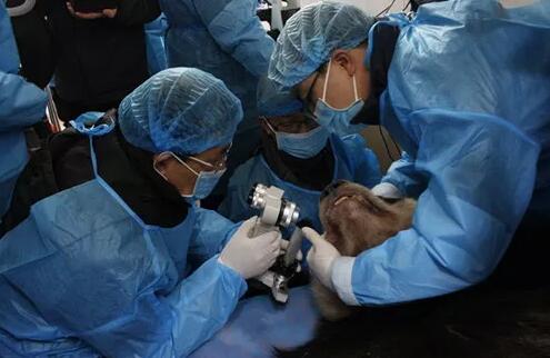 2018年即将结束，这一年，成都易游体育以规范的诊疗、高明的技艺、 的服务，赢得了广大患者朋友和社会各界的好评。在2018年，成都易游体育在发展的道路上有哪些大事记呢，让我们一起来回顾。4.jpg